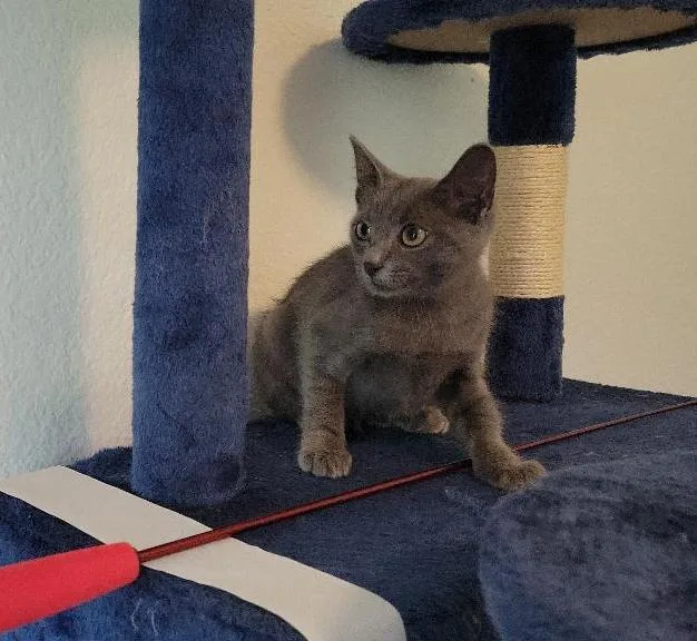 A baby medium-sized male Gray / Blue / Silver Domestic Short Hair cat named Georgie for adoption in Fort Worth, TX