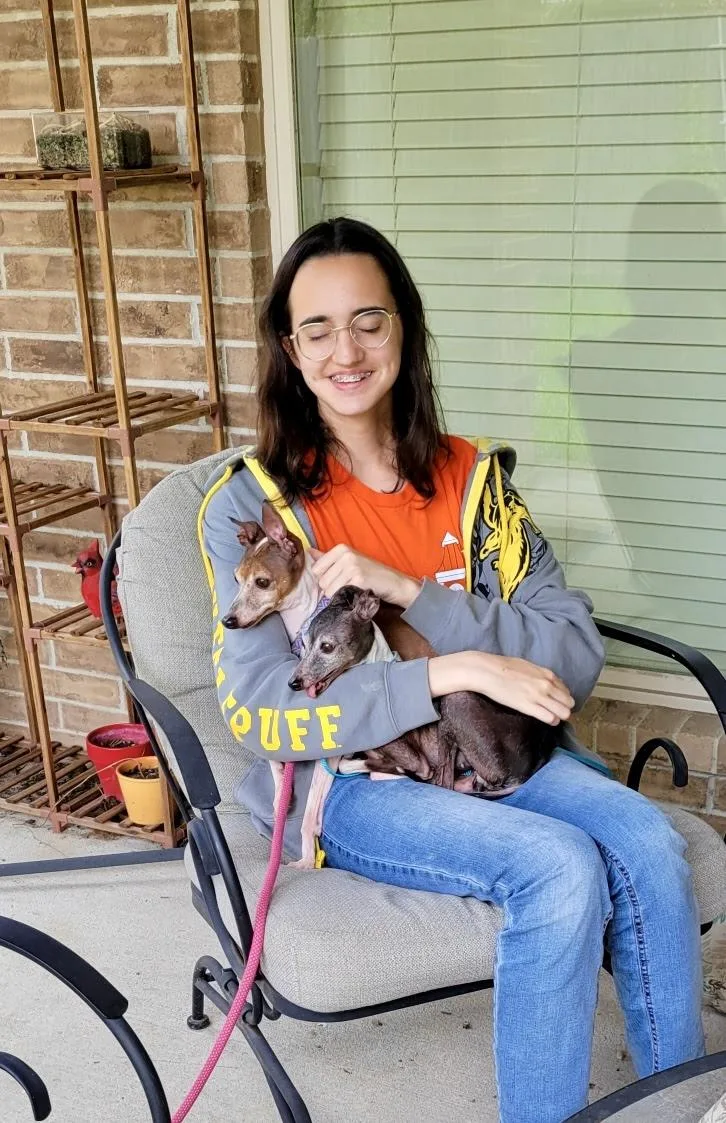 An adult small-sized female Black Italian Greyhound dog named Agatha  Houston for adoption in Argyle, TX