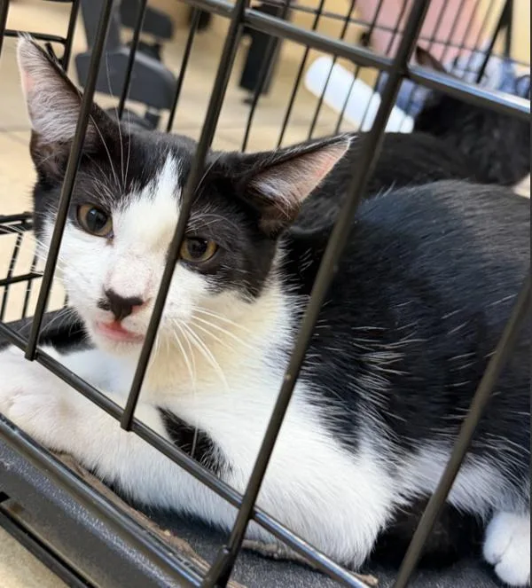 A baby small-sized male Domestic Short Hair cat named Purrseidon for adoption in Virginia Beach, VA