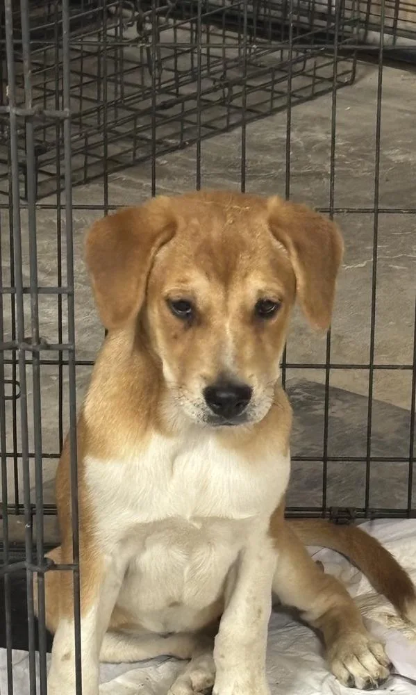 A baby medium-sized female Shepherd dog named Sienna for adoption in Lafayette, CO