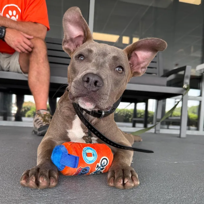 A young medium-sized male American Staffordshire Terrier dog named Harvey for adoption in Aberdeen, NC