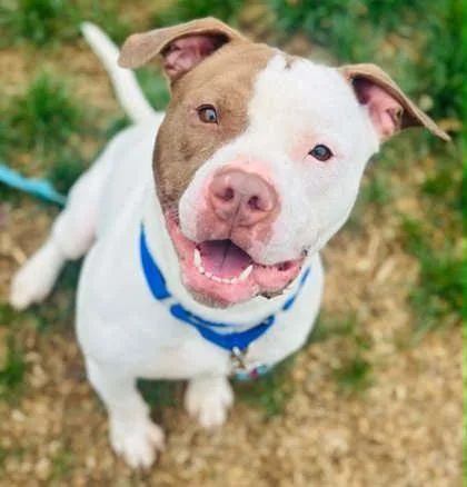 An adult large-sized male Mixed Breed dog named Woodie for adoption in West Chester, PA
