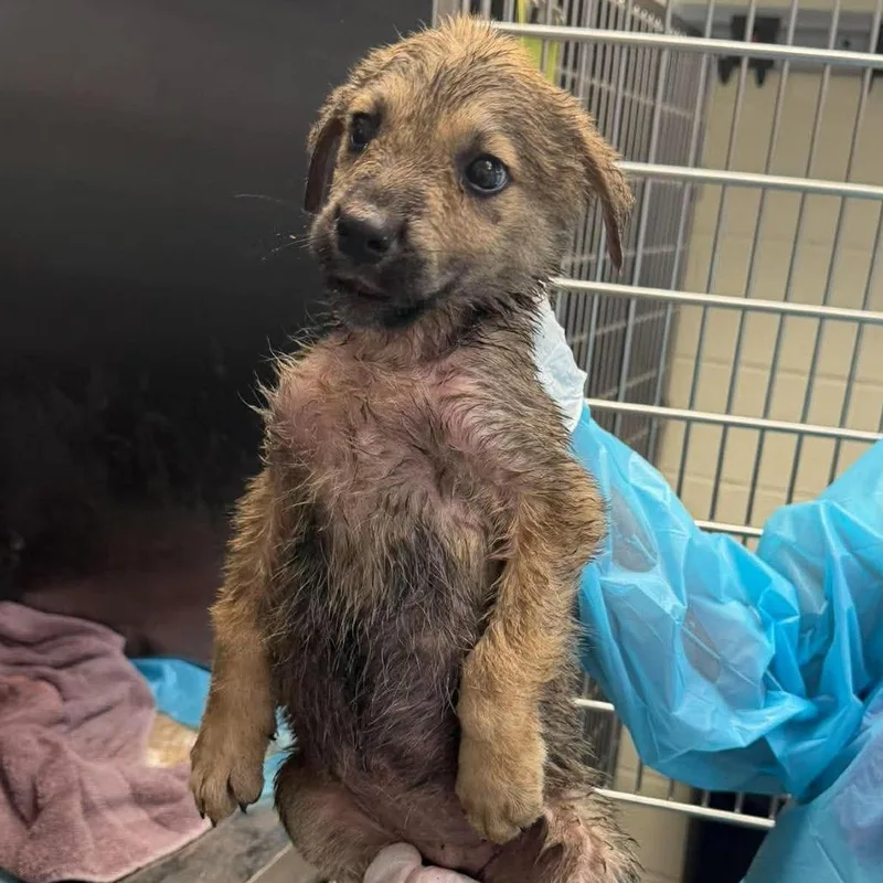 A baby small-sized female Australian Shepherd dog named Ike for adoption in Bastrop, TX