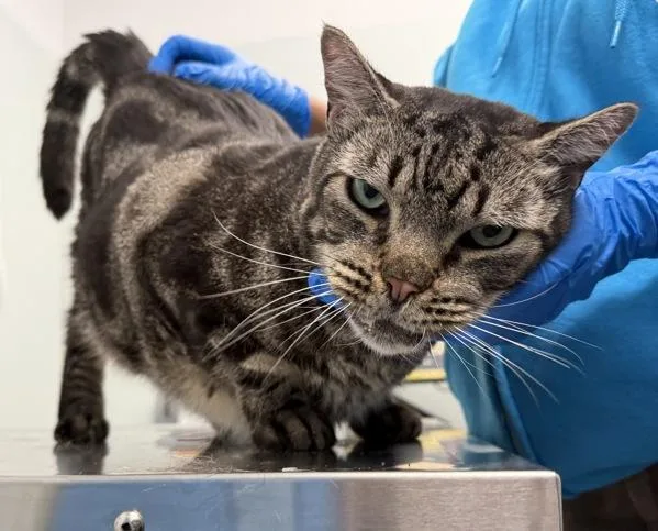 A senior large-sized male Domestic Short Hair cat named Big Boy for adoption in Ridgewood, NY