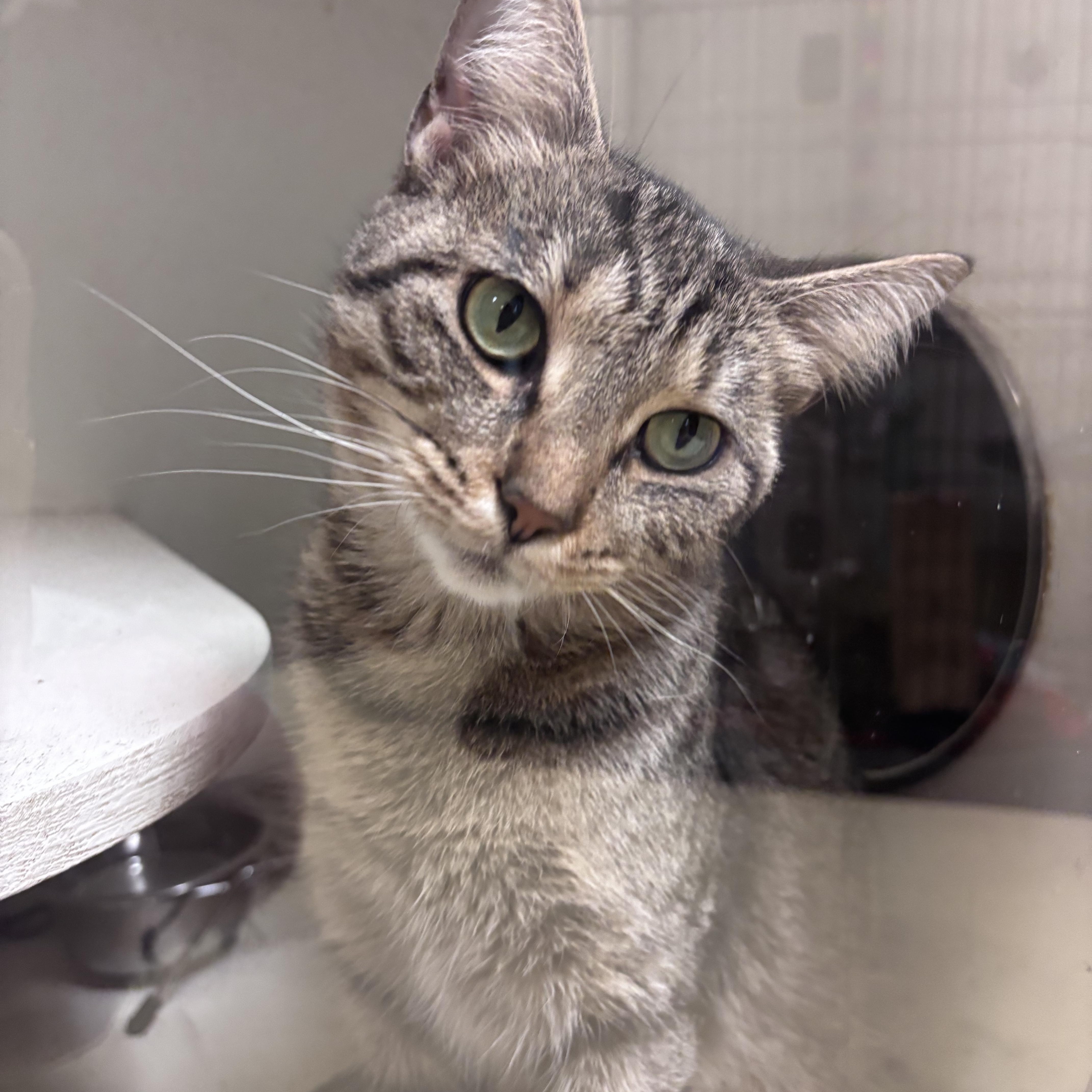A young medium-sized female Domestic Short Hair cat named Catalie for adoption in New Castle, IN