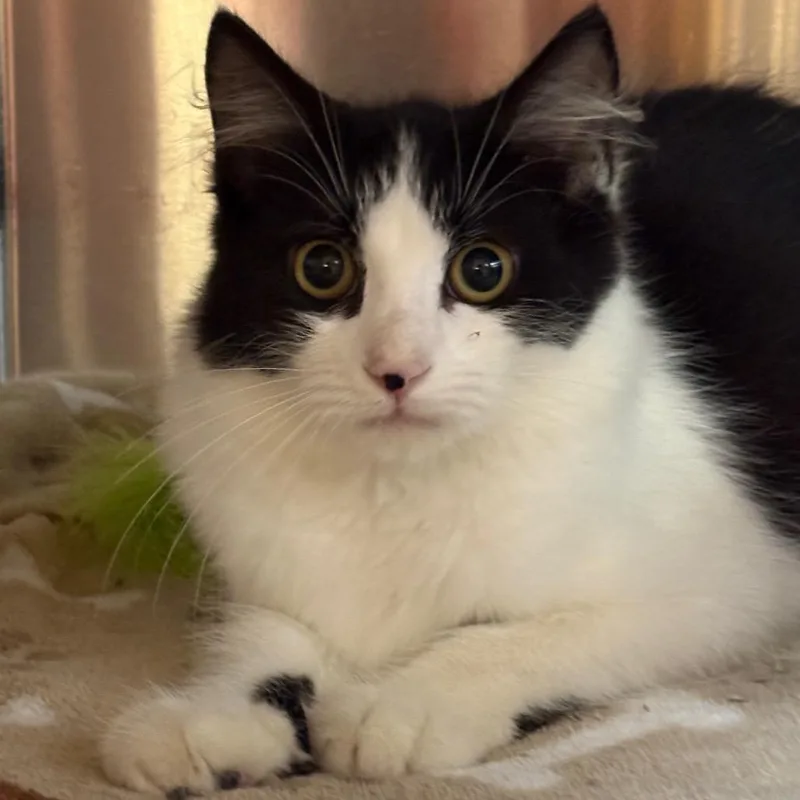 A baby small-sized male Black Domestic Medium Hair cat named Slinky Dot for adoption in Shinnston, WV