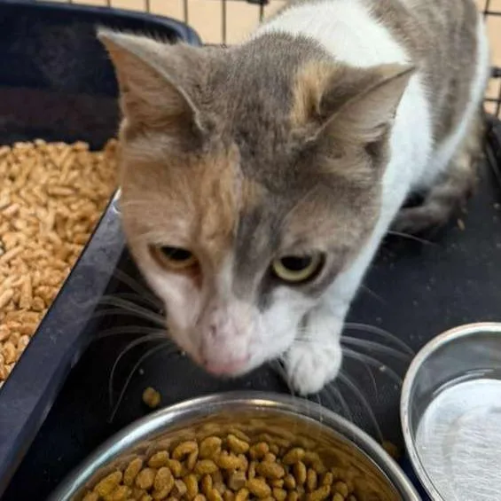 An adult medium-sized female White Domestic Short Hair cat named Sizemore Mom for adoption in Gadsden, AL