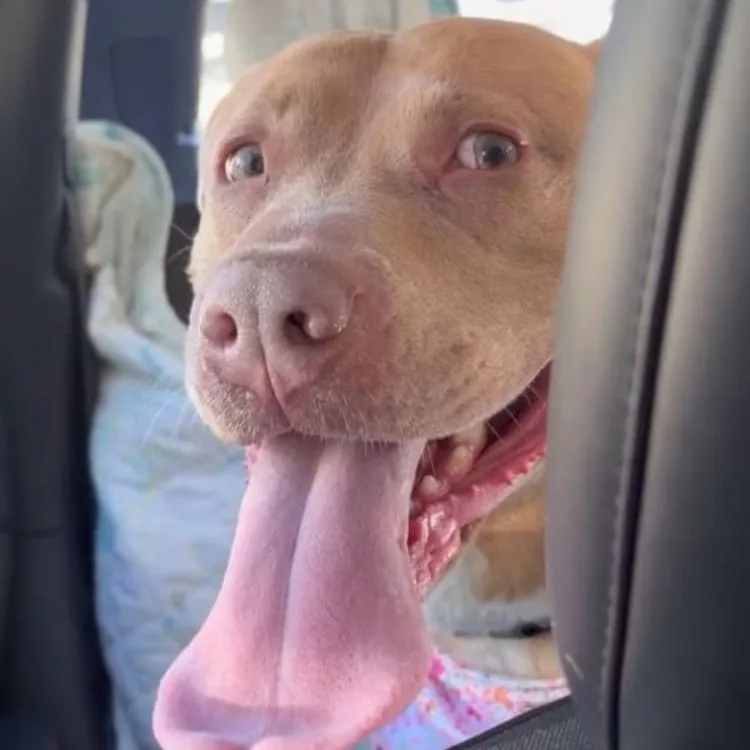 An adult large-sized female Pit Bull Terrier dog named Cinnamon for adoption in Midland, MI