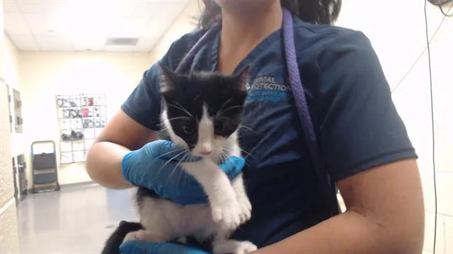 A baby small-sized male Domestic Short Hair cat named Blaine for adoption in Denver, CO
