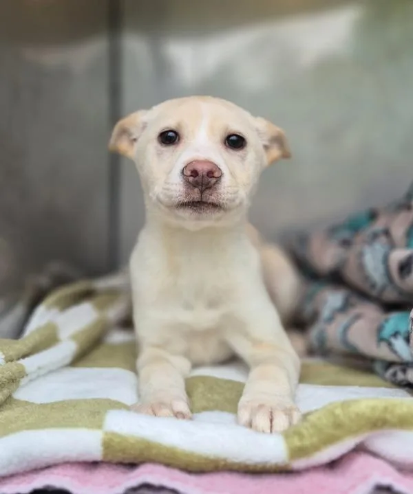 A baby small-sized male Labrador Retriever dog named Pen  Austin for adoption in Lawrenceville, GA
