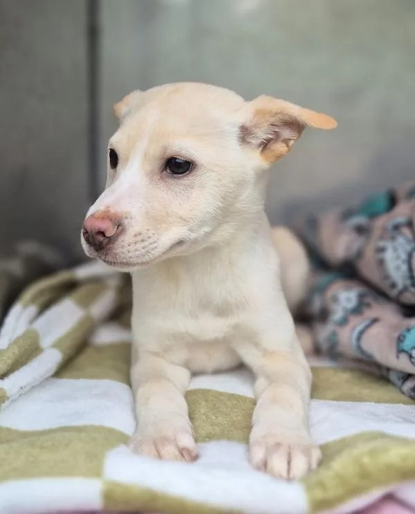 Pen  Austin thumbnail 2