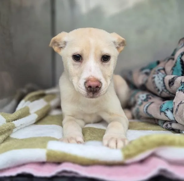 Pen  Austin thumbnail 3