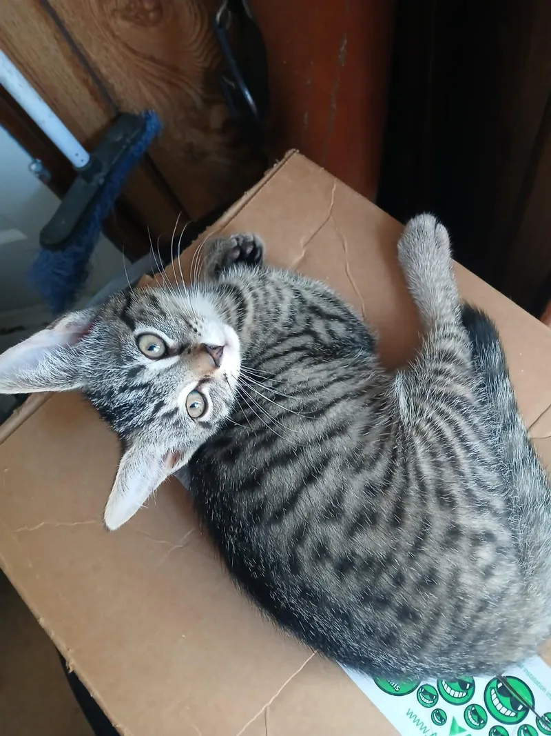 A baby medium-sized female Tabby (Gray / Blue / Silver) Domestic Short Hair cat named Scout for adoption in Kenhorst, PA