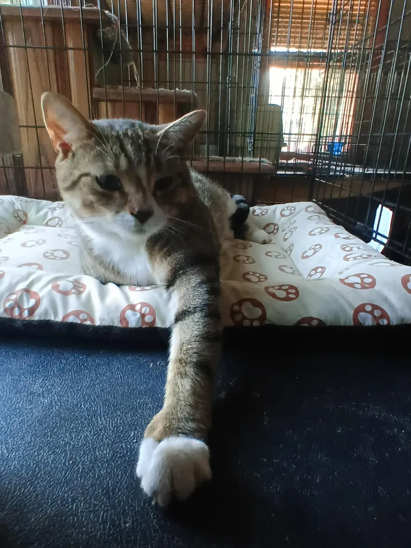 An adult small-sized male Tabby (Gray / Blue / Silver) Domestic Short Hair cat named Oreo for adoption in Franklinville, NJ