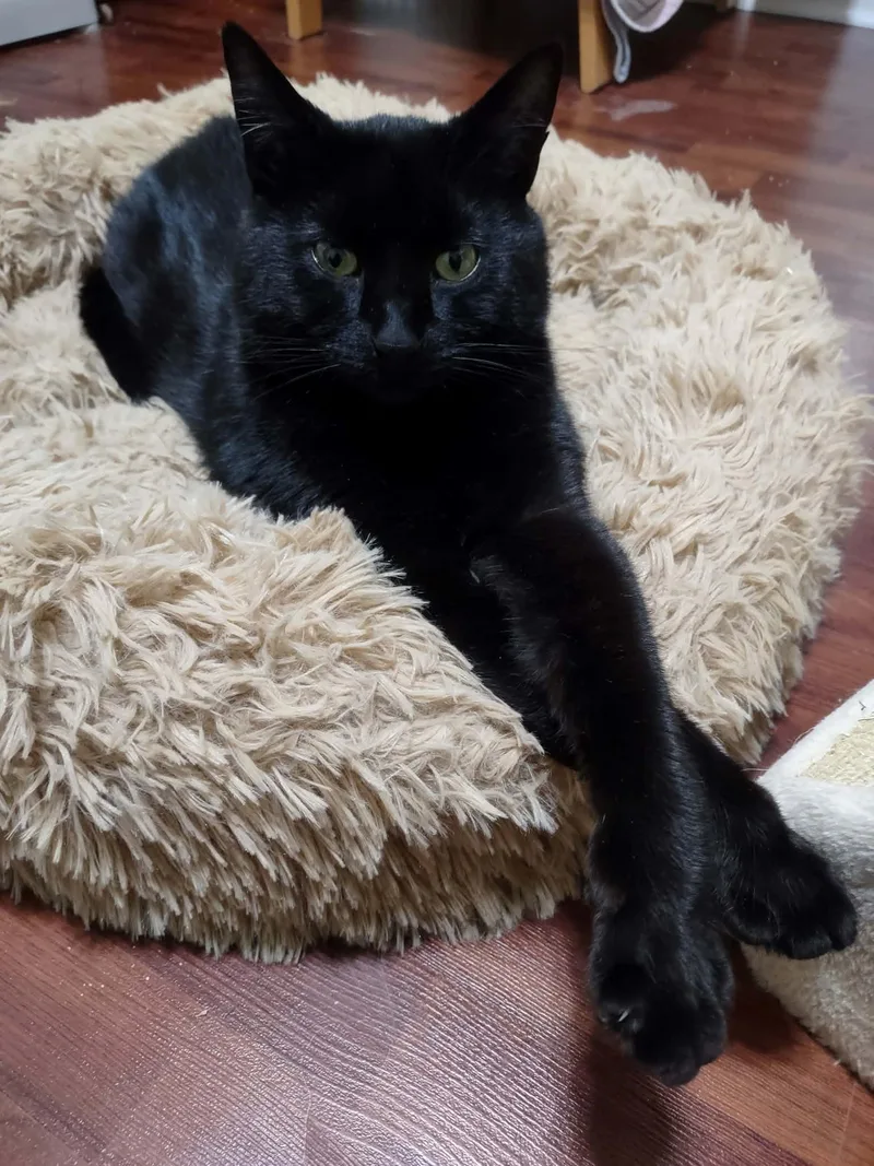 A young medium-sized male Black Domestic Short Hair cat named Blue for adoption in Rochester Hills, MI