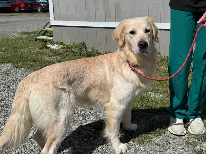 An adult medium-sized male Retriever dog named Develin for adoption in Vacaville, CA