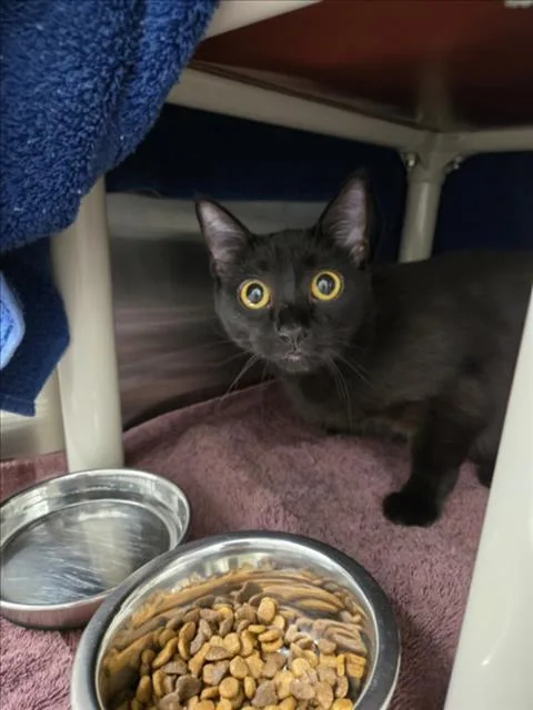 A young medium-sized female Domestic Short Hair cat named Miaow for adoption in Derwood, MD