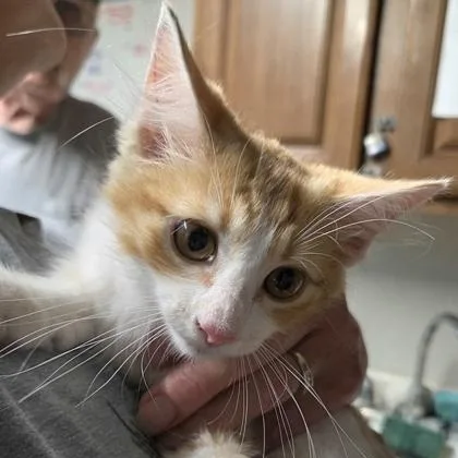A baby medium-sized male Tabby (Orange / Red) Domestic Medium Hair cat named Pedro for adoption in Bulverde, TX