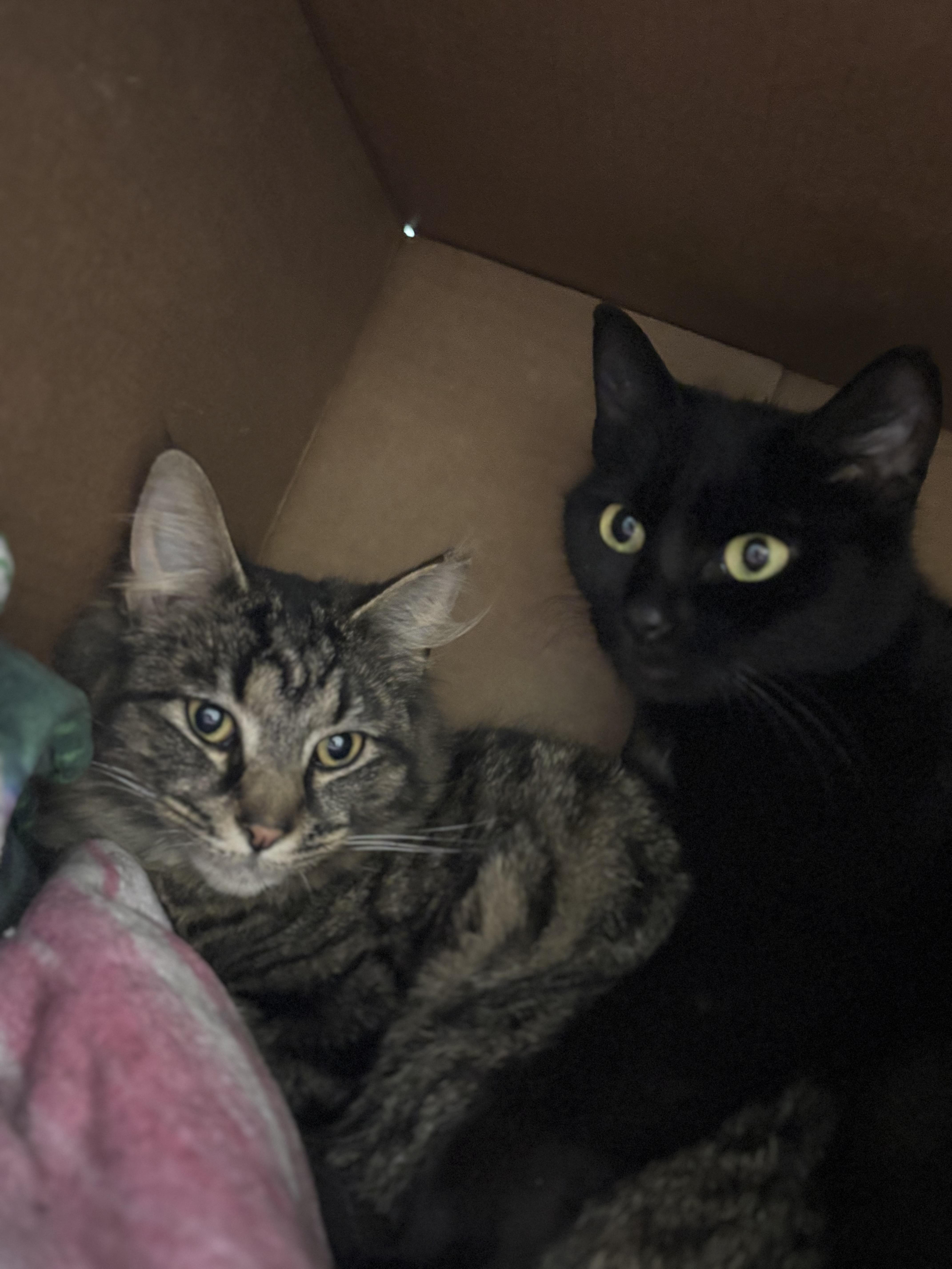 A baby medium-sized female Black Domestic Short Hair cat named Phoenix for adoption in Pittsburgh, PA