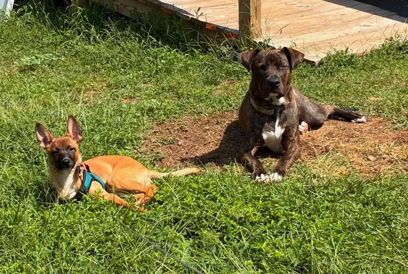 A young medium-sized male Brindle American Staffordshire Terrier dog named Snoop Dawggyy for adoption in Houston, TX