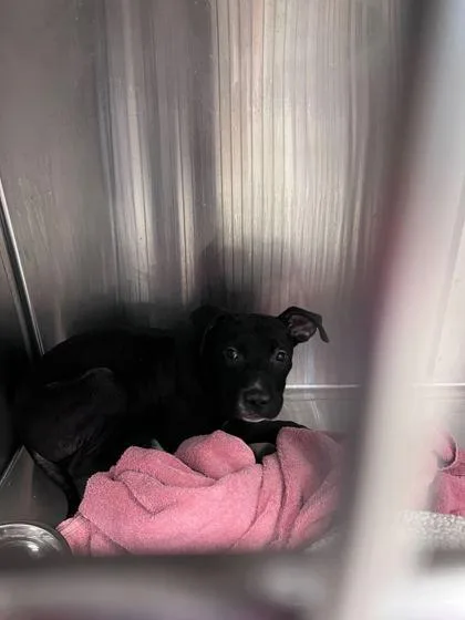 An adult large-sized male Black Pit Bull Terrier dog named Macaroni for adoption in Kansas City, MO
