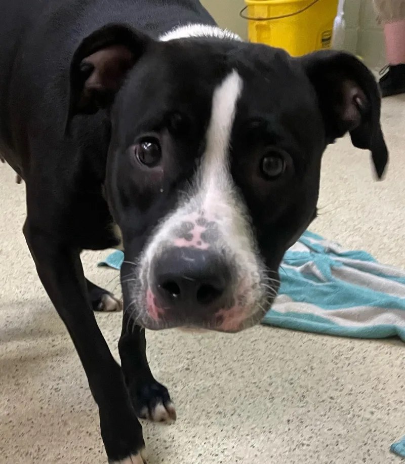 An adult medium-sized female Terrier dog named Dice for adoption in Muncie, IN