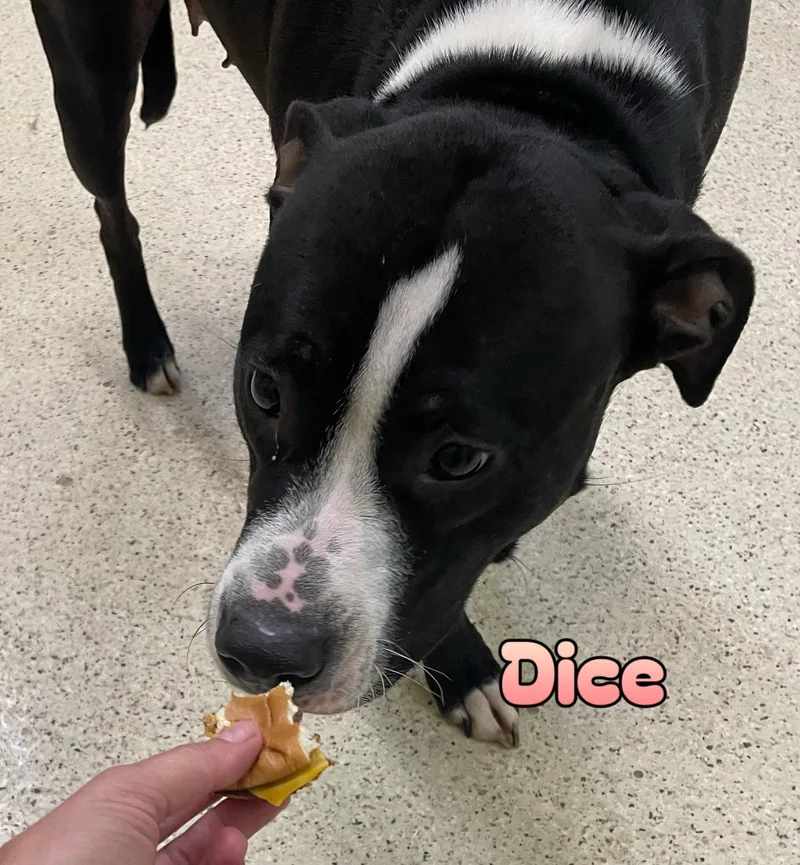 Dice thumbnail 6