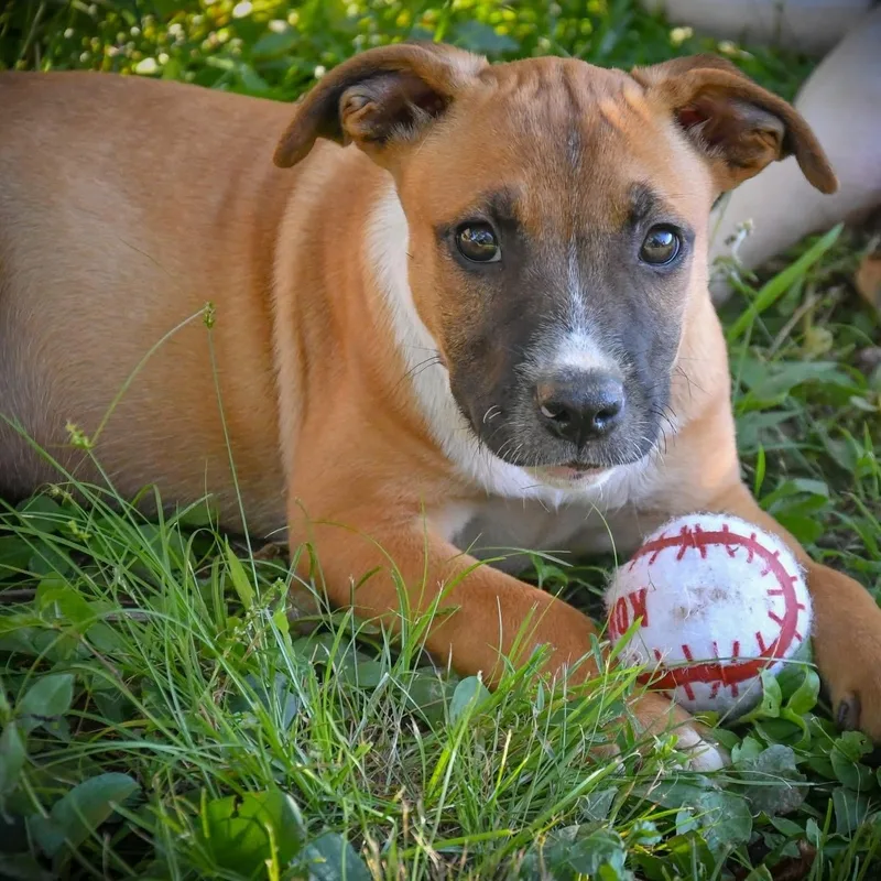 A baby medium-sized male Yellow / Tan / Blond / Fawn Black Mouth Cur dog named Peanut for adoption in Tunica, MS