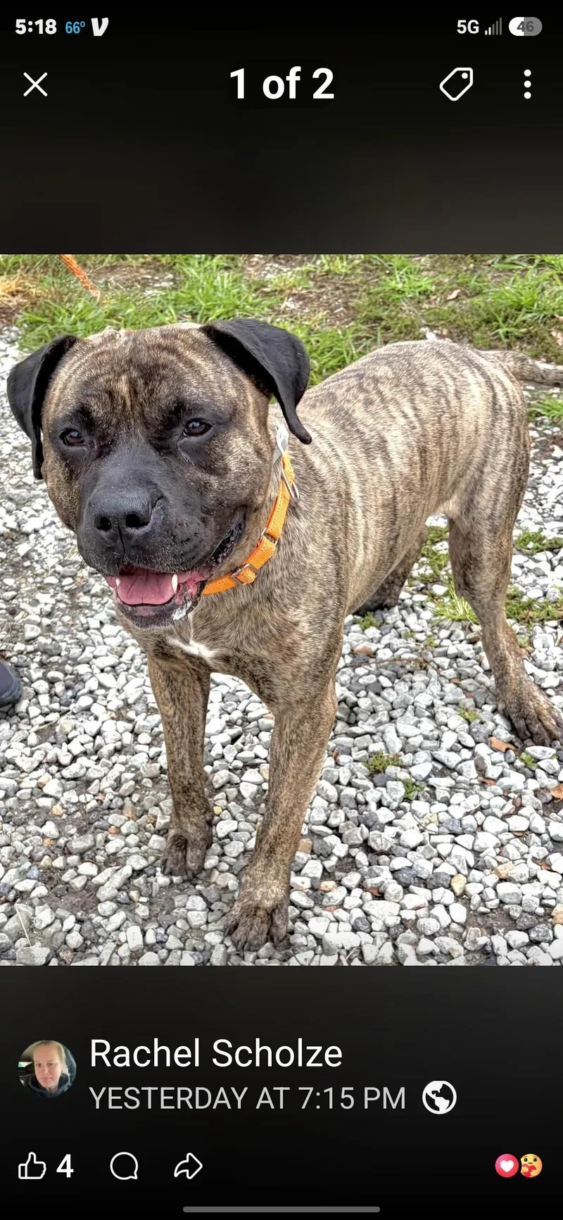A young extra large-sized male Mastiff dog named Dasher for adoption in Ardara, PA