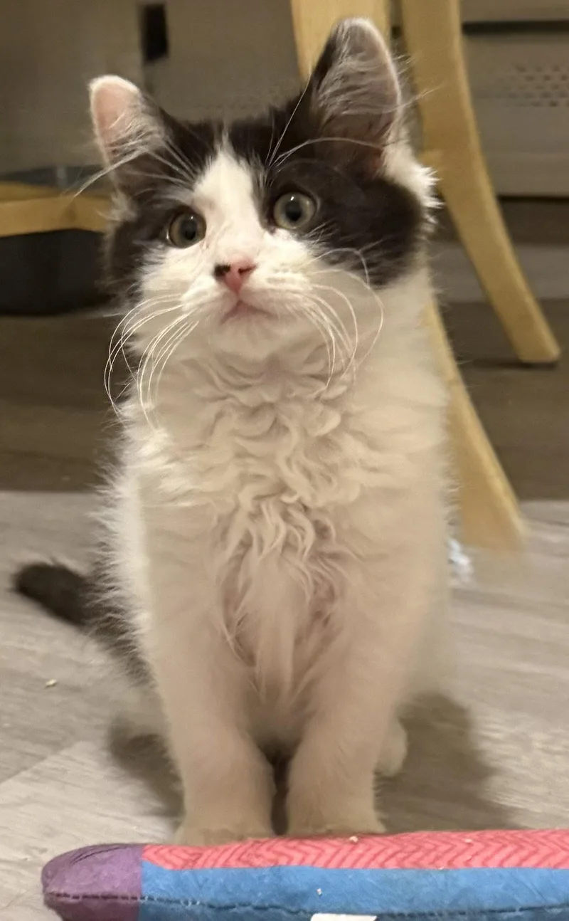 A baby medium-sized female Black & White / Tuxedo Domestic Long Hair cat named Chayse BONDED PAIR for adoption in Naugatuck, CT