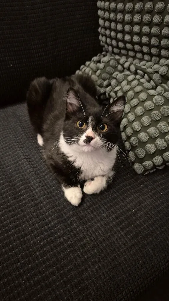 A baby small-sized male Black & White / Tuxedo Domestic Short Hair cat named Maximillian for adoption in Dallas, TX