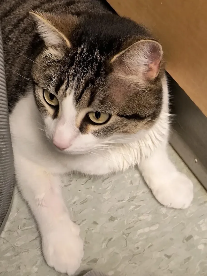 An adult medium-sized female Tabby (Gray / Blue / Silver) Domestic Short Hair cat named Stacy for adoption in Charlotte, NC