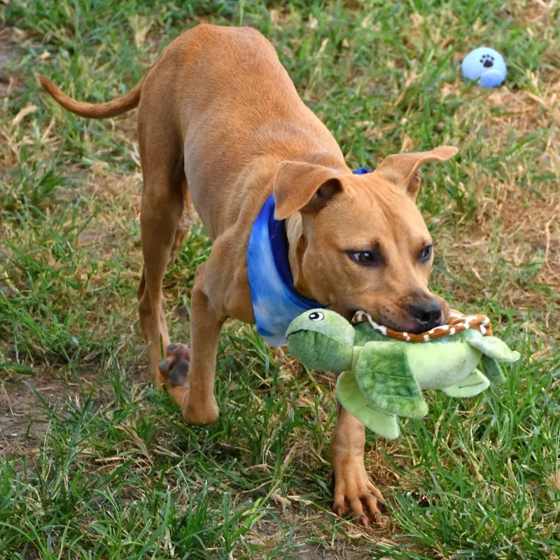 A young small-sized male Brown / Chocolate Pit Bull Terrier dog named Orzo for adoption in Beaumont, TX