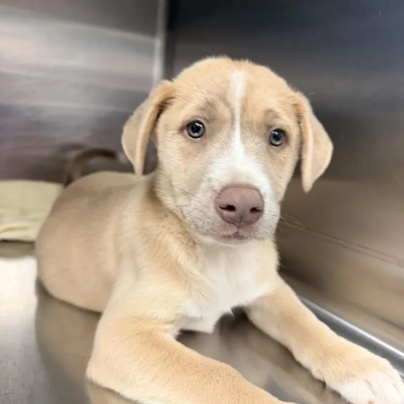 A baby small-sized female Mixed Breed dog named Tulip for adoption in Newark, NJ
