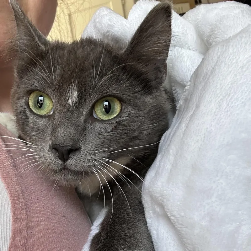 A baby small-sized male Gray / Blue / Silver Russian Blue cat named Peanut for adoption in Long Beach, CA