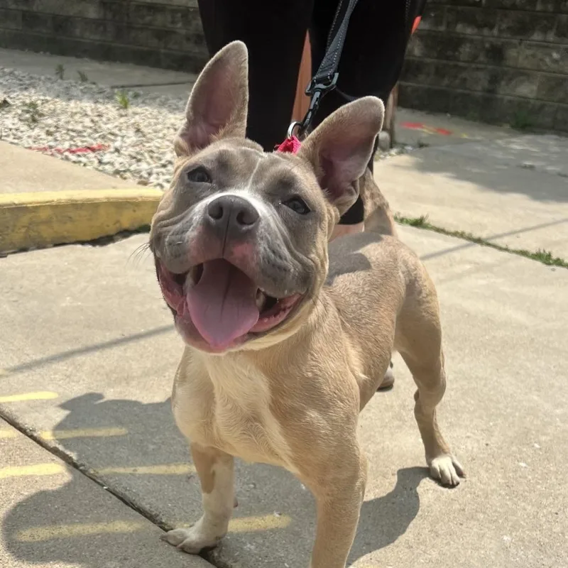A young medium-sized female Yellow / Tan / Blond / Fawn Pit Bull Terrier dog named Zoomie for adoption in Deerfield, IL