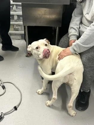 An adult large-sized female Mixed Breed dog named Mystique for adoption in West Chester, PA