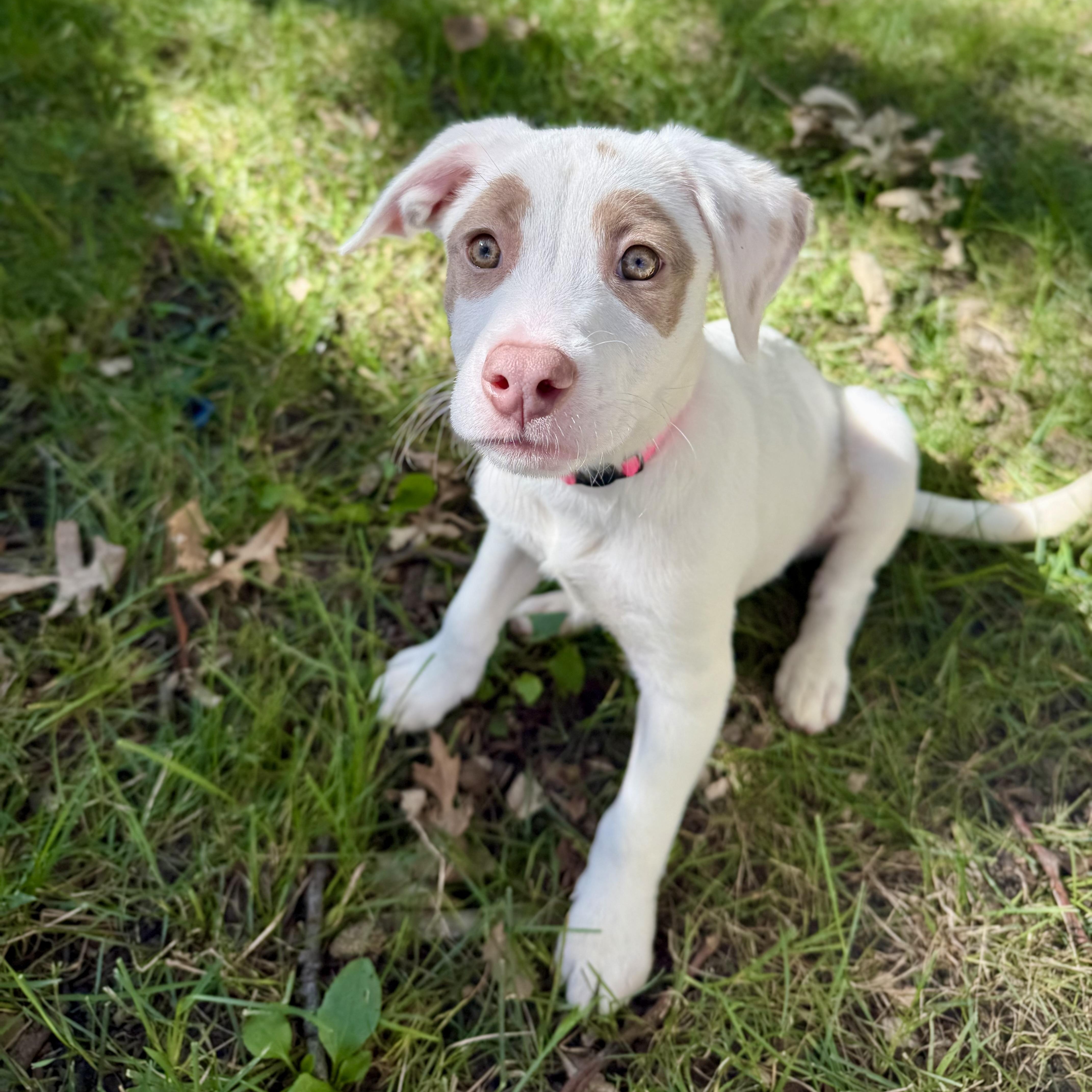 A baby medium-sized female American Staffordshire Terrier dog named Alice for adoption in Park Forest, IL