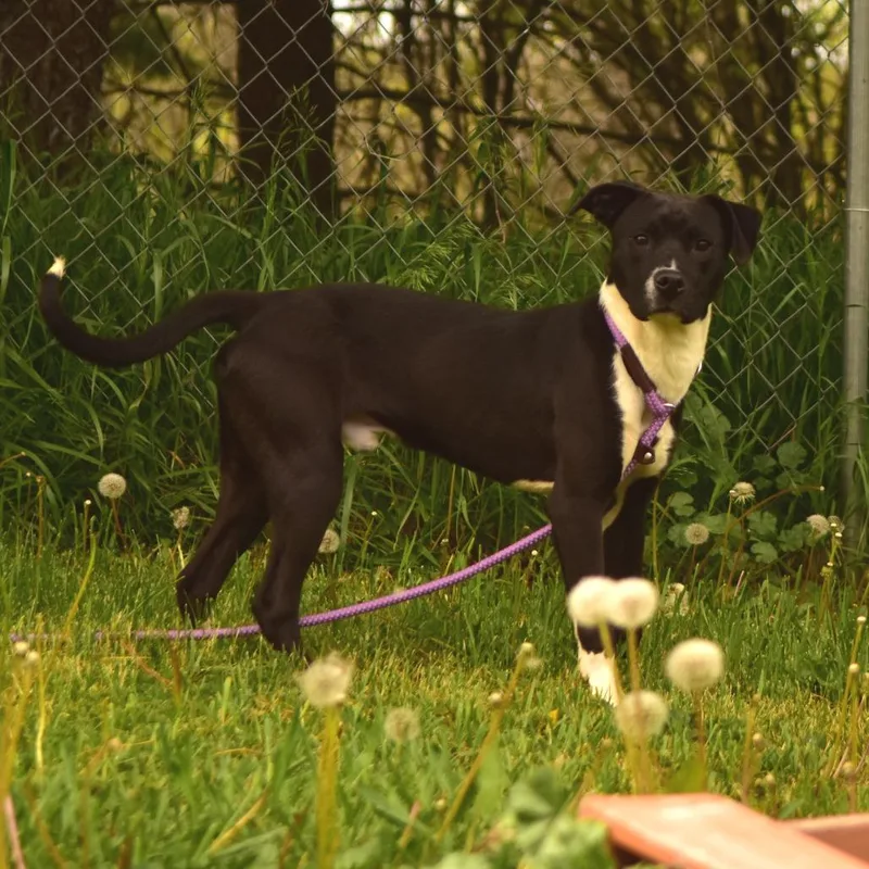 A baby medium-sized male Black Mixed Breed dog named Biggs for adoption in Owosso, MI