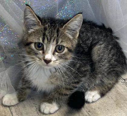 An adult small-sized female Domestic Medium Hair cat named Miss Puff for adoption in Shreveport, LA