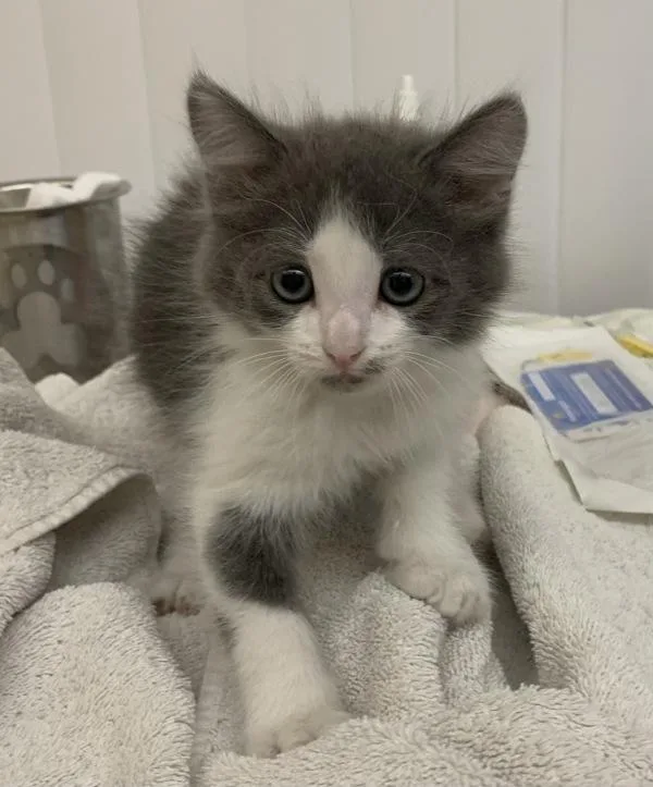 A baby small-sized male Domestic Medium Hair cat named Pete for adoption in Santa Rosa, CA
