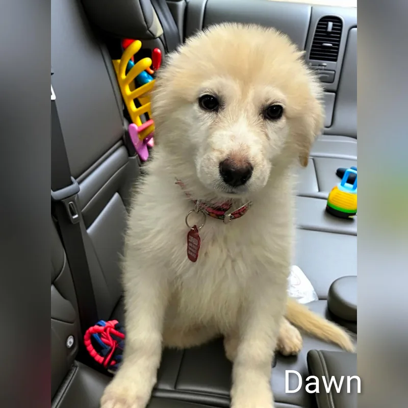 Dawn thumbnail 2