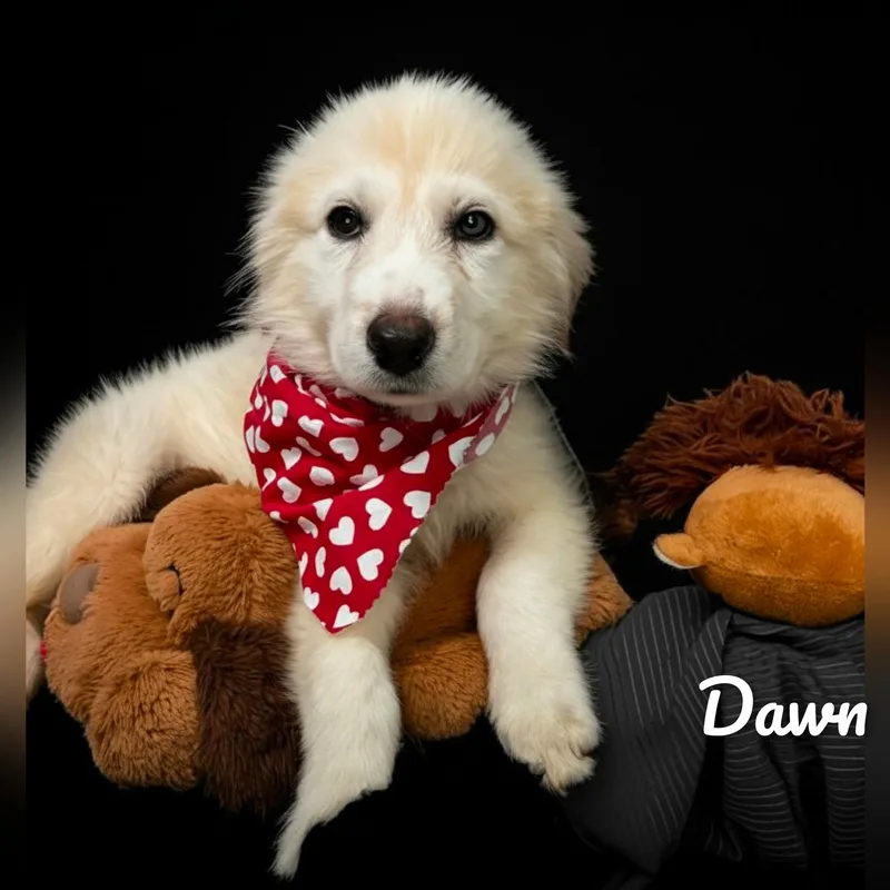 Dawn thumbnail 4