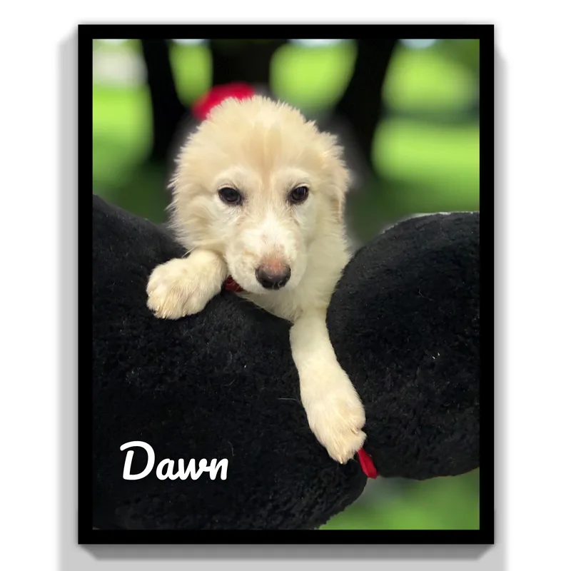Dawn thumbnail 6