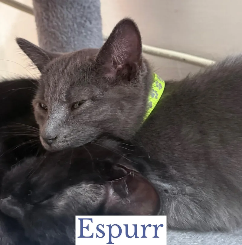 A baby medium-sized female Gray & White Domestic Short Hair cat named Espurr for adoption in Berkeley Springs, WV