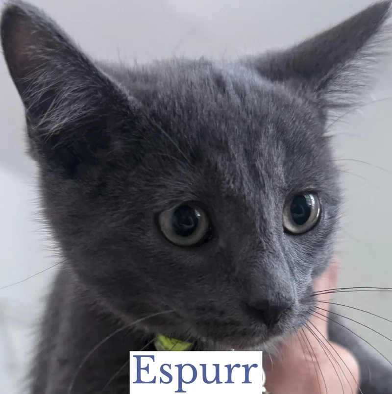 Espurr thumbnail 2