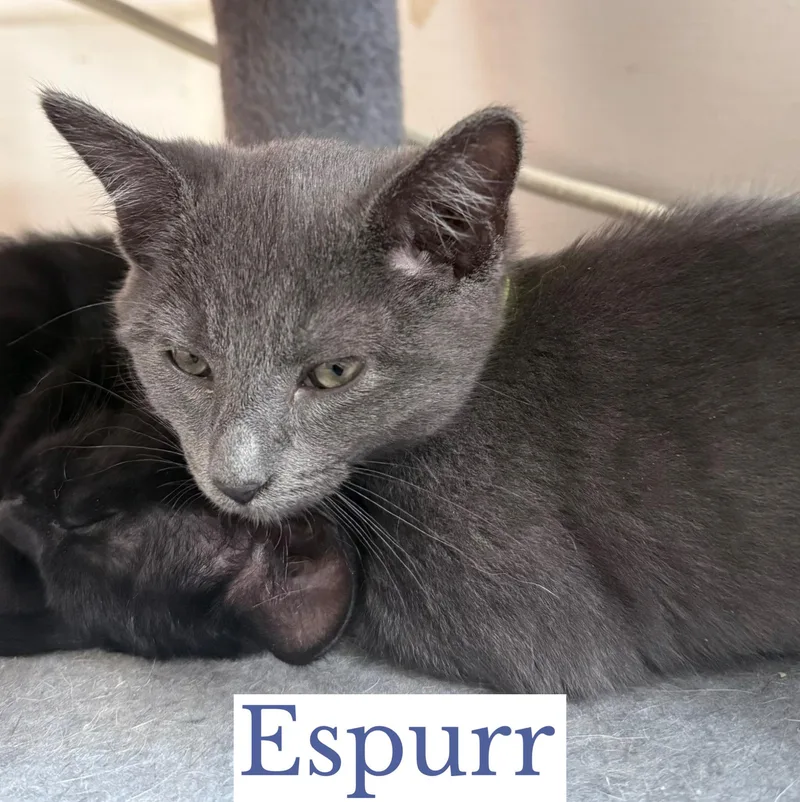 Espurr thumbnail 3