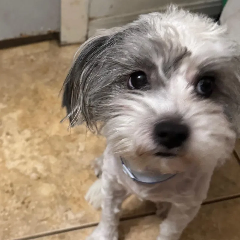 A young small-sized male White / Cream Shih Tzu dog named Ozzy Paws for adoption in Las Vegas, NV