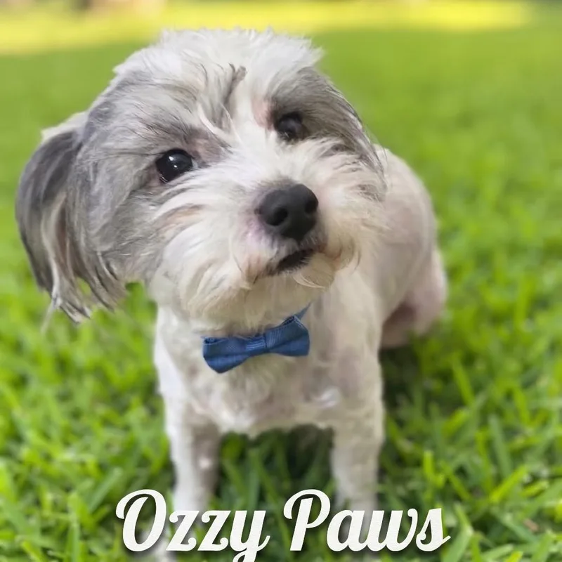 Ozzy Paws thumbnail 3
