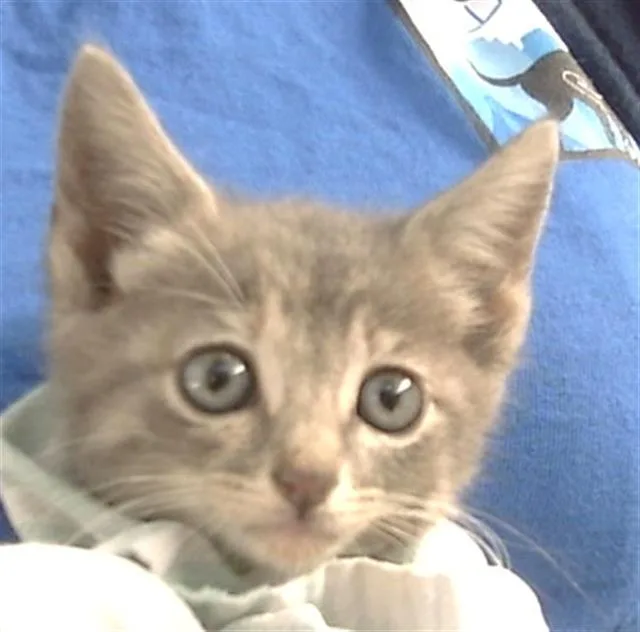 A young medium-sized female Domestic Short Hair cat named Bp for adoption in Dallas, TX